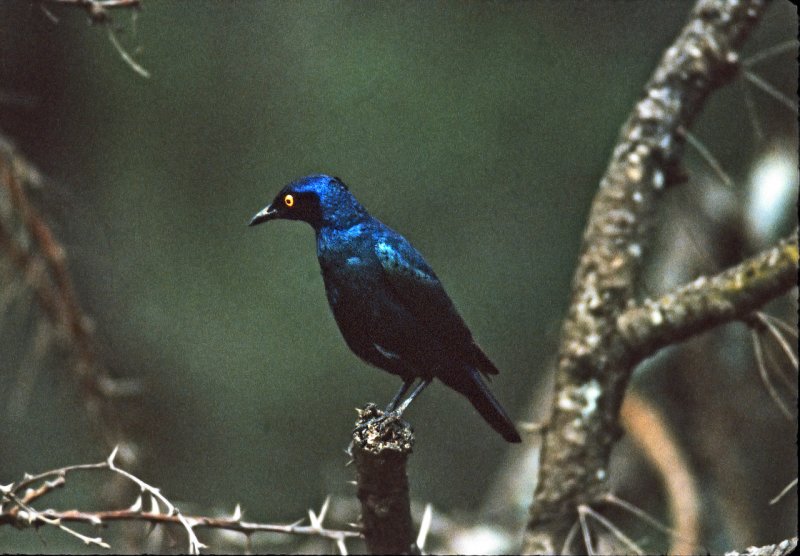 Cape glossy starling
