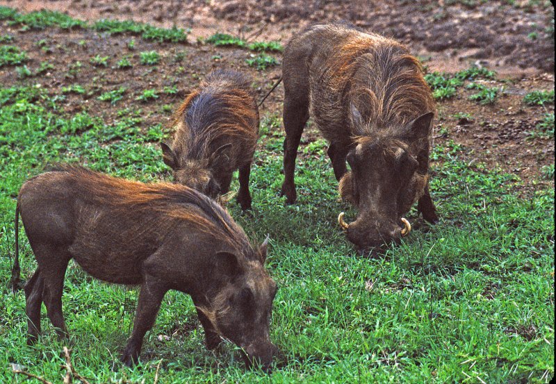 Warthogs