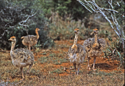 Ostrich chicks