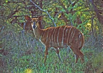 Female nyala