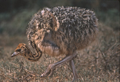 Ostrich chick