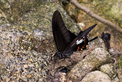 Papilio helenus helenus