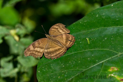 Junonia iphita horsfieldi(Chocolate Soldier)