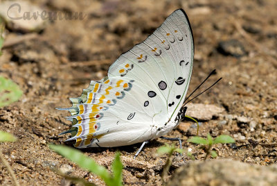 Polyura delphis concha (Jeweled Nawab)