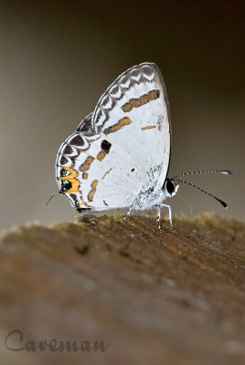 Tongeia potanini glycon