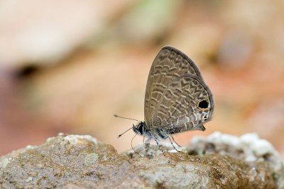 Prosotas dubiosa lumpura (Tailless Line Blue)