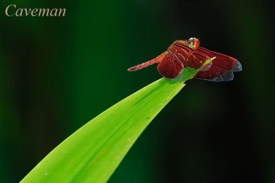 Dragonfly / Damselfly