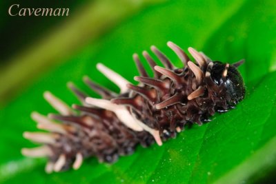 Caterpillar - Troides helena cerberus(Common Birdwing)