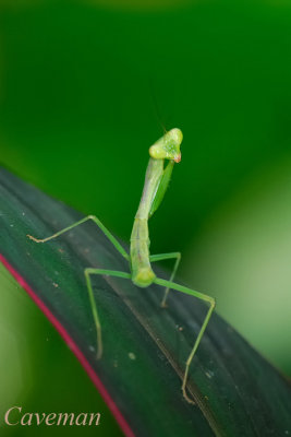 mantis