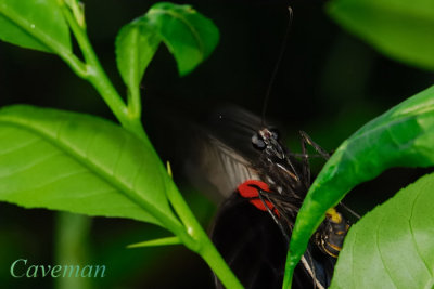 Papilio memnon agenor (Great Mormon)