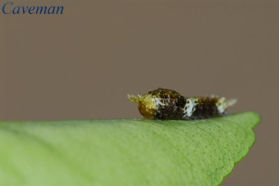 Caterpillar (Great Mormon)