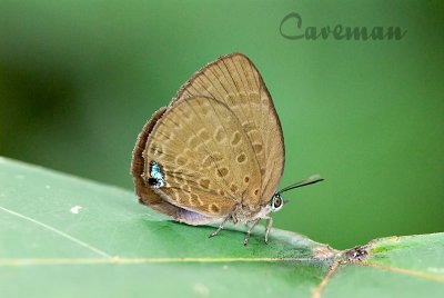 Arhopala major - female