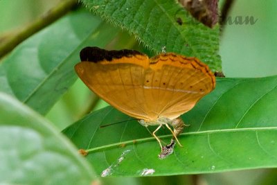 Cirrochroa malaya malaya