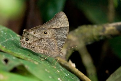 Melanitis leda leda