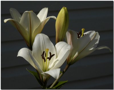 Lilies