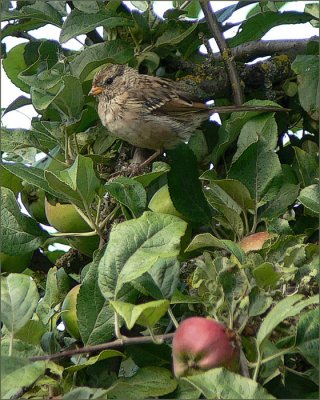 Fun in the Apple Tree