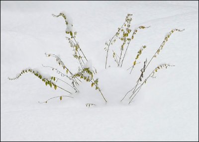 Waiting for Spring
