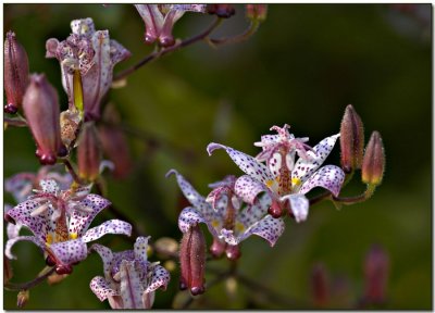 Toad Lily