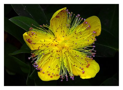 St. John's Wort