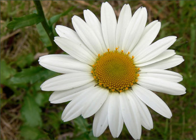 Oxeye Daisy