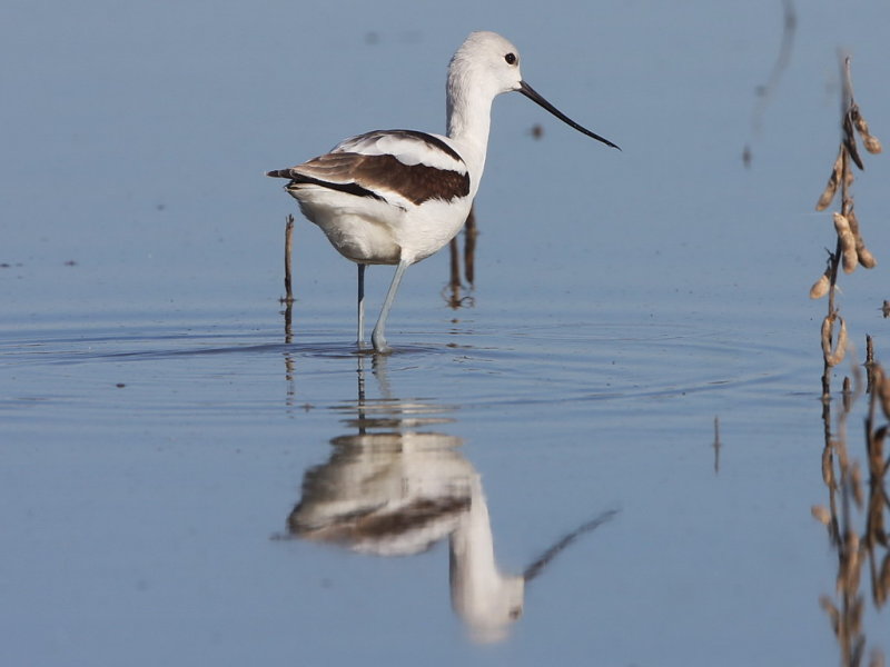 American Avocet