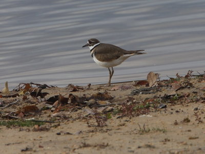 Killdeer