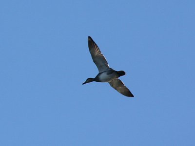 Gadwall