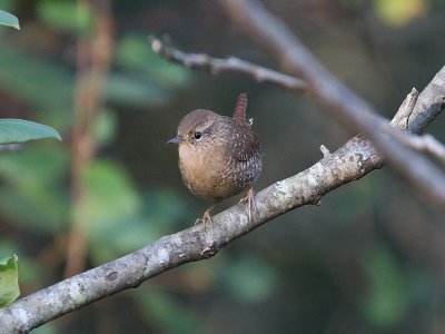 Winter Wren