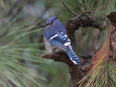 Blue Jay