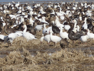 Ross's, Snow, White-fronted Geese