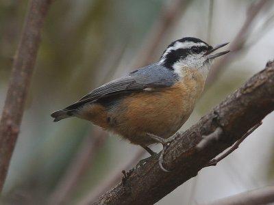 Red-breasted Nuthatch