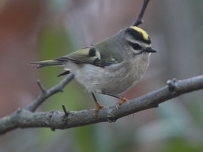Golden-crowned Kinglet
