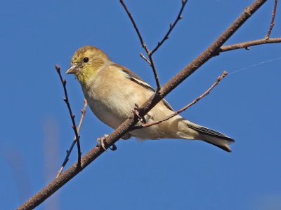 American Goldfinch