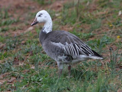 Snow Goose