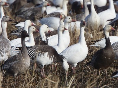 Snow & Ross's Geese