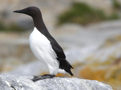 Common Murre