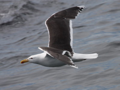 Great Black-backed Gull