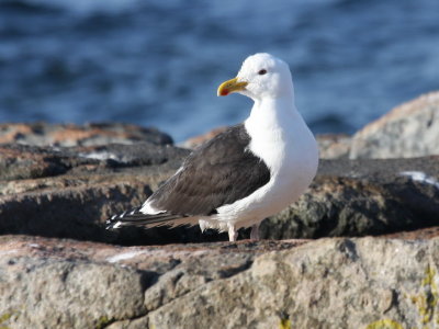 Great Black-backed Gull