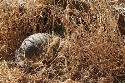 Tortoise Trying to Hide