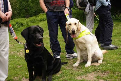 Guide Dogs 04
