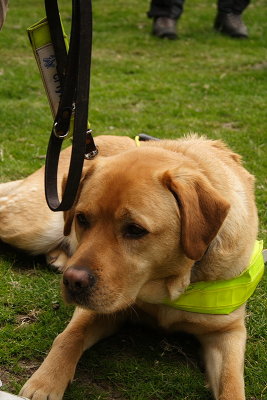Guide Dog 06