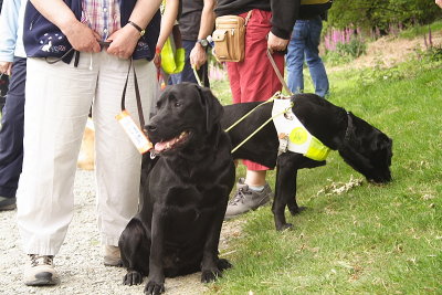 Guide Dogs 01