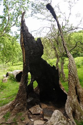 Burnt Tree