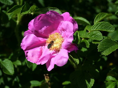 Rose 'n' Bee