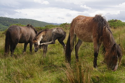 Feral Ponies