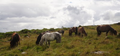 Feral Ponies