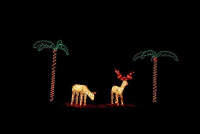 palm tree and reindeer