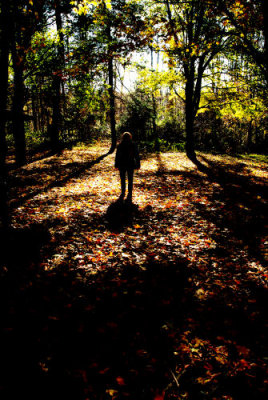 Fall Shadows. Blue Cut Nature Center, Wayne County New York