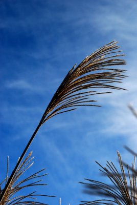 Blowing in the wind_0028.JPG