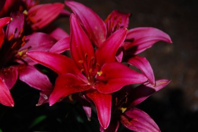 Asiatic Lily